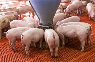 “摘星脱帽”在即！“福建猪王”退守南方，傲农生物重整后资产负债率大降